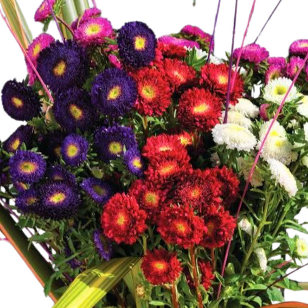 Aster Bonita Mix F1 Seed