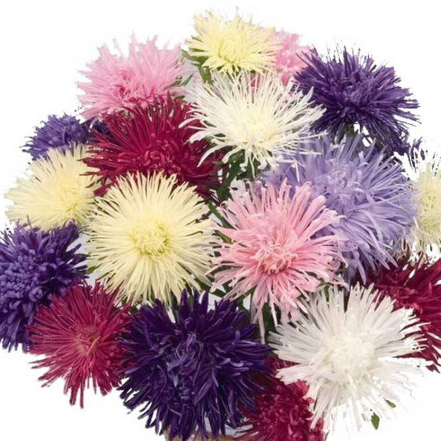 Aster Seeds Giant Ray Mix Seed