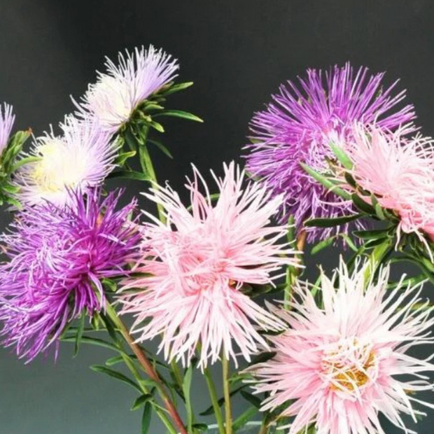 Aster Seeds Giant Ray Mix Seed