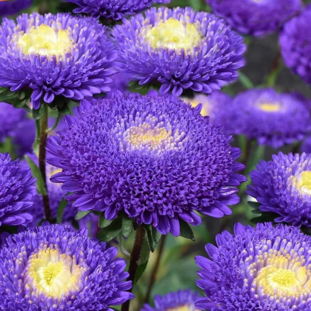 Aster Tall Pompon Blue Seeds