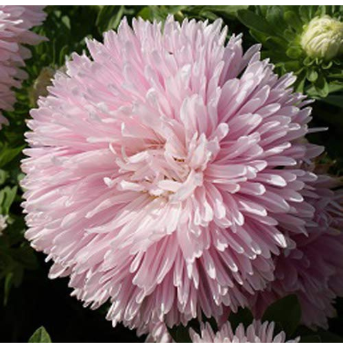 Aster Seeds Double Gremlin Light Rose  Aster Seeds