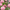 Aster Seeds Double Gremlin Light Rose  Aster Seeds