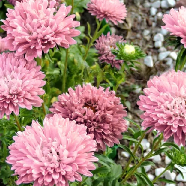 Aster Seeds Double Gremlin Light Rose  Aster Seeds
