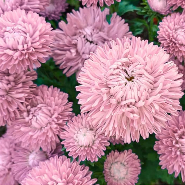 Aster Seeds Double Gremlin Light Rose  Aster Seeds