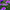 Aster Seeds Pompon Blue Moon Aster Seeds