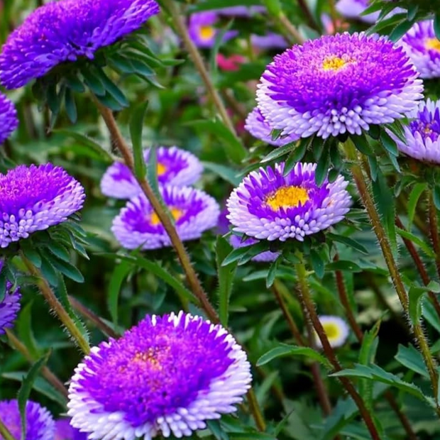 Aster Seeds Pompon Blue Moon Aster Seeds