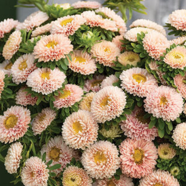 Aster Seeds Matsumoto Apricot Seed