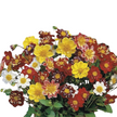 Dahlia seed dandy mix