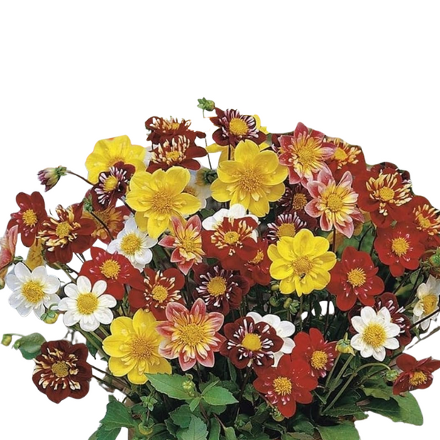 Dahlia seed dandy mix