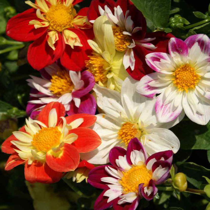 Dahlia seed dandy mix