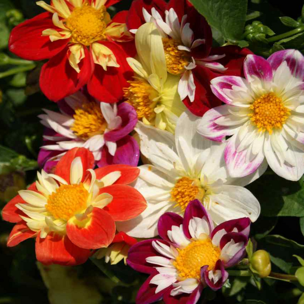 Dahlia seed dandy mix
