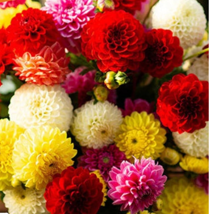 Dahlia Seeds  Pompon