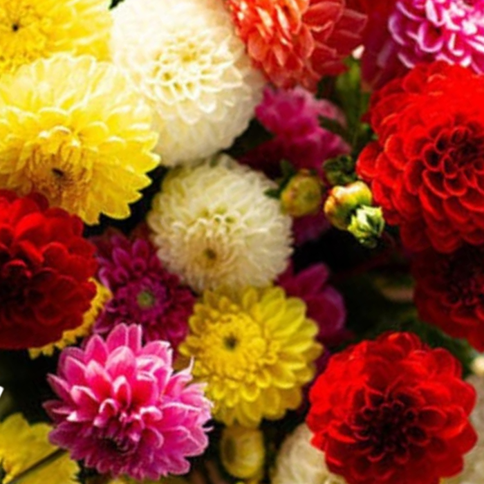 Dahlia Seeds  Pompon