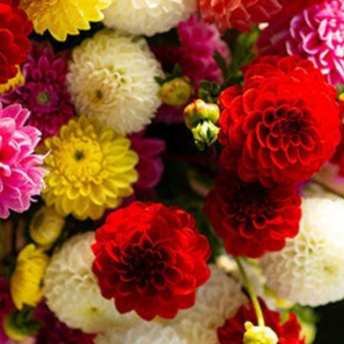 Dahlia Seeds  Pompon