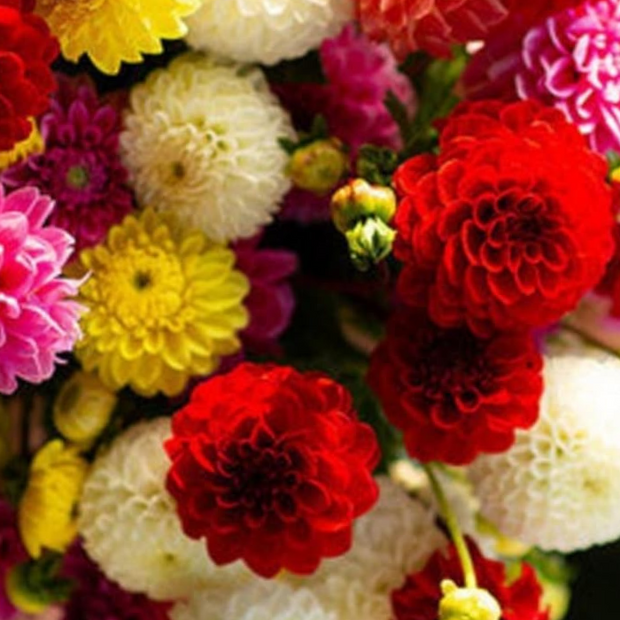 Dahlia Seeds  Pompon