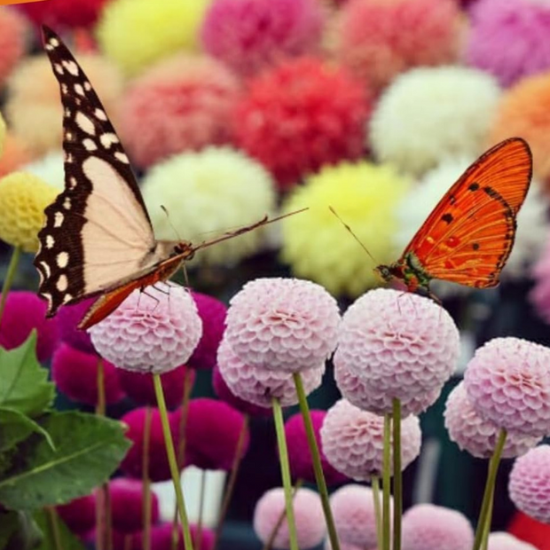 Dahlia Seeds  Pompon