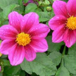 Dahlia Seeds - Mignon Rose