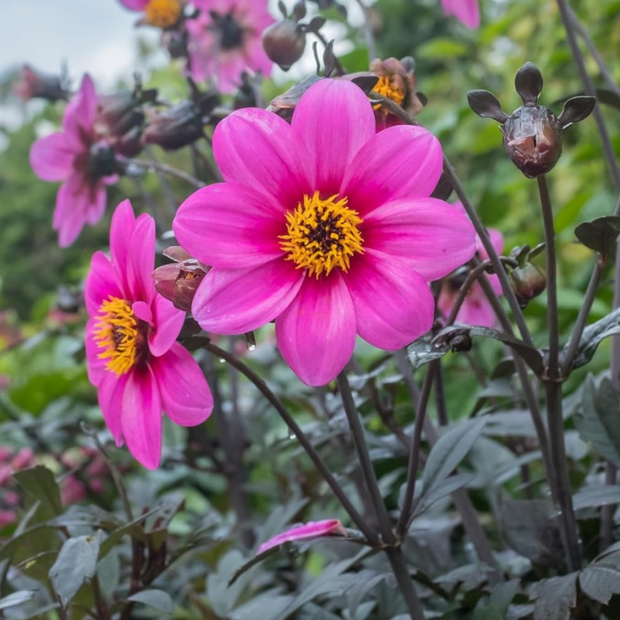 Dahlia Seeds - Mignon Rose