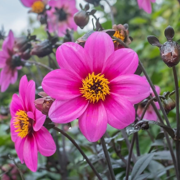 Dahlia Seeds - Mignon Rose