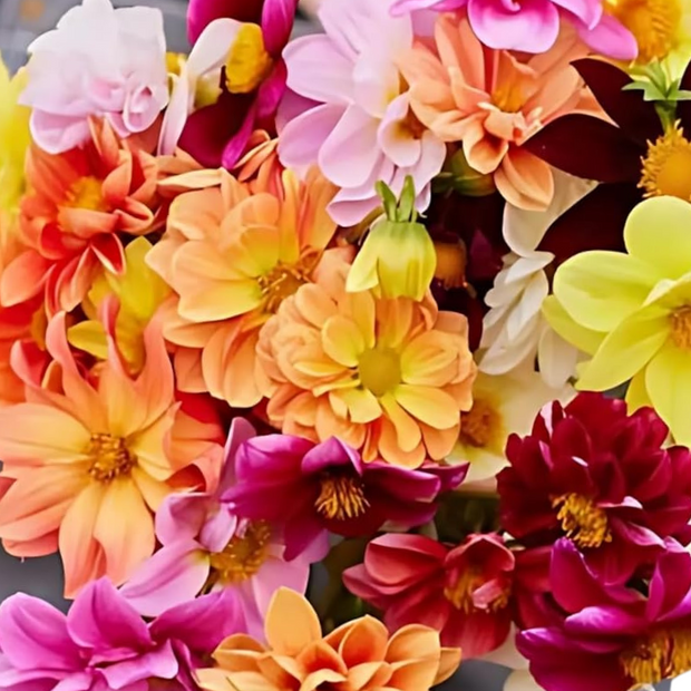 Dahlia Seeds Unwin Bedding