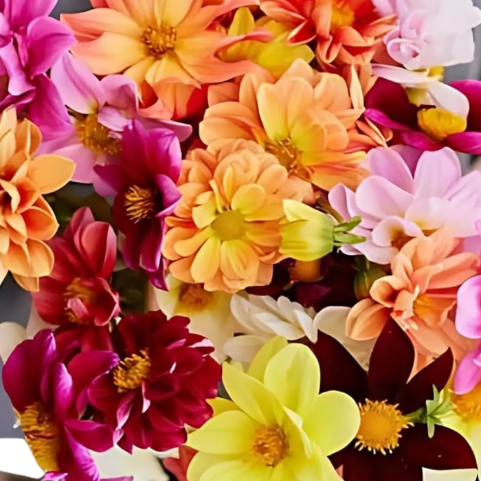Dahlia Seeds Unwin Bedding