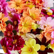 Dahlia Seeds Unwin Bedding