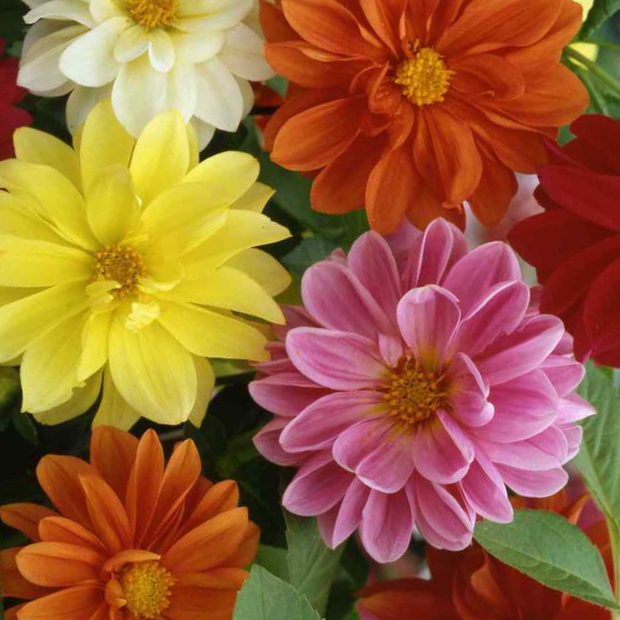 Dahlia Seeds Unwin Bedding