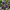 Nemophila Baby Black Eyes Seeds