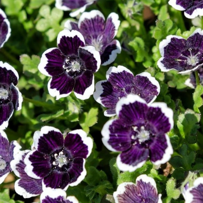 Nemophila Baby Black Eyes Seeds