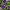 Nemophila Baby Black Eyes Seeds