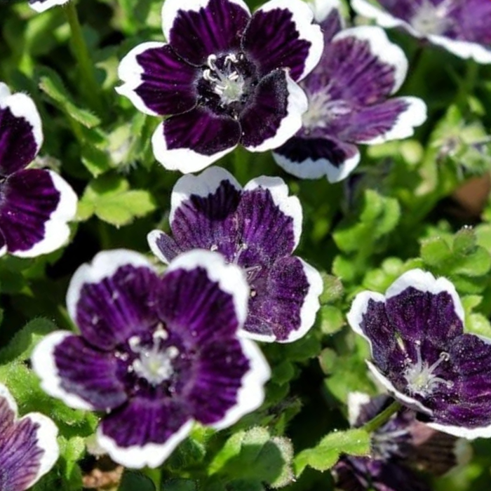 Nemophila Baby Black Eyes Seeds