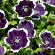 Nemophila Baby Black Eyes Seeds