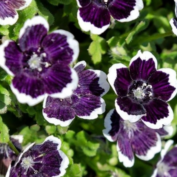 Nemophila Baby Black Eyes Seeds