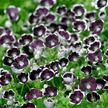 Nemophila Baby Black Eyes Seeds