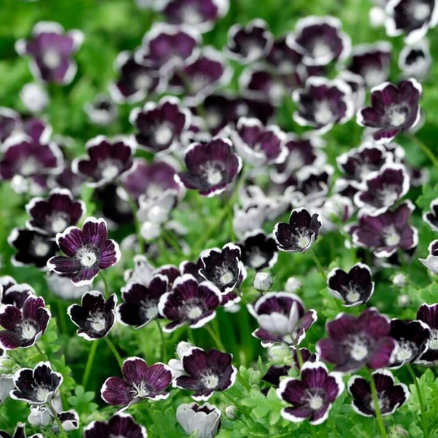 Nemophila Baby Black Eyes Seeds