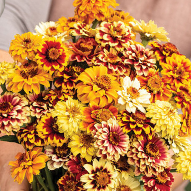 Persian Carpet  Zinnia Seed