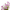 Pink Popsocks  Cosmos Seeds  Pink Popsocks Seeds