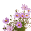 Pink Popsocks  Cosmos Seeds  Pink Popsocks Seeds