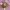 Pink Popsocks  Cosmos Seeds  Pink Popsocks Seeds