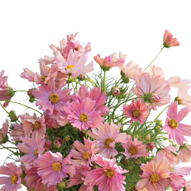 Apricotta Cosmos Seed