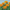 Marigold Durango Bee Seeds