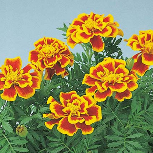 Marigold Durango Bee Seeds