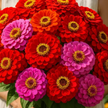 Merlot Mix Zinnia Seeds