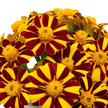 Marigold Pinwheel Seeds