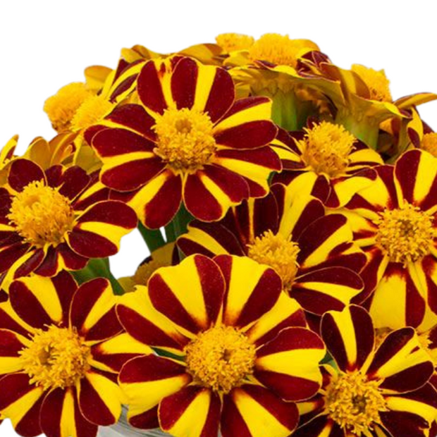 Marigold Pinwheel Seeds