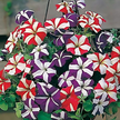 Petunia Star Multiflora Seeds