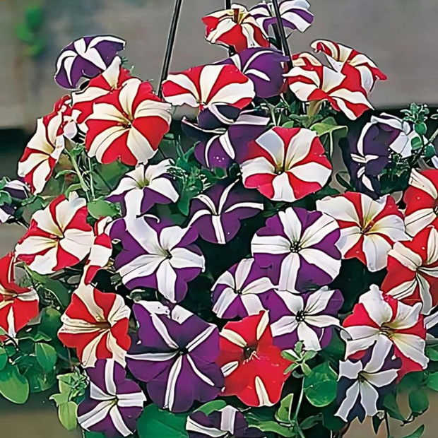 Petunia Star Multiflora Seeds