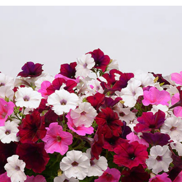 Petunia Easy Wave Mix