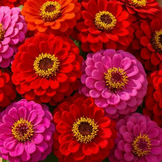Merlot Mix Zinnia Seeds