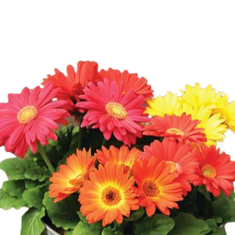 Gerbera Majorette Mix Seeds